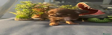Chihuahua 1