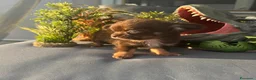 Chihuahua cani in vendita: chihuahua a pelo lungo boy e girl pedigree enci  - Annuncio 2