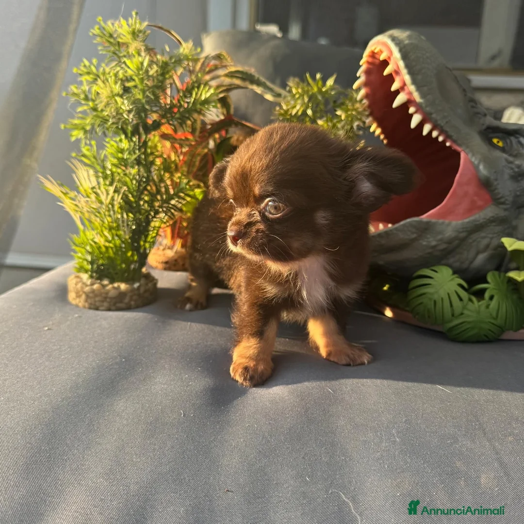 Chihuahua cani in vendita: chihuahua a pelo lungo boy e girl pedigree enci  - Annuncio 2
