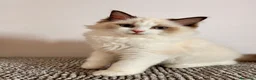 Ragdoll gatti in vendita: Ragdoll cucciolo bicolor Pedigree  - Annuncio 4