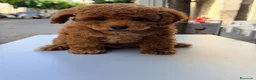 Barboncino Toy cani in vendita: Cucciolo di barboncino Toy - Annuncio 6