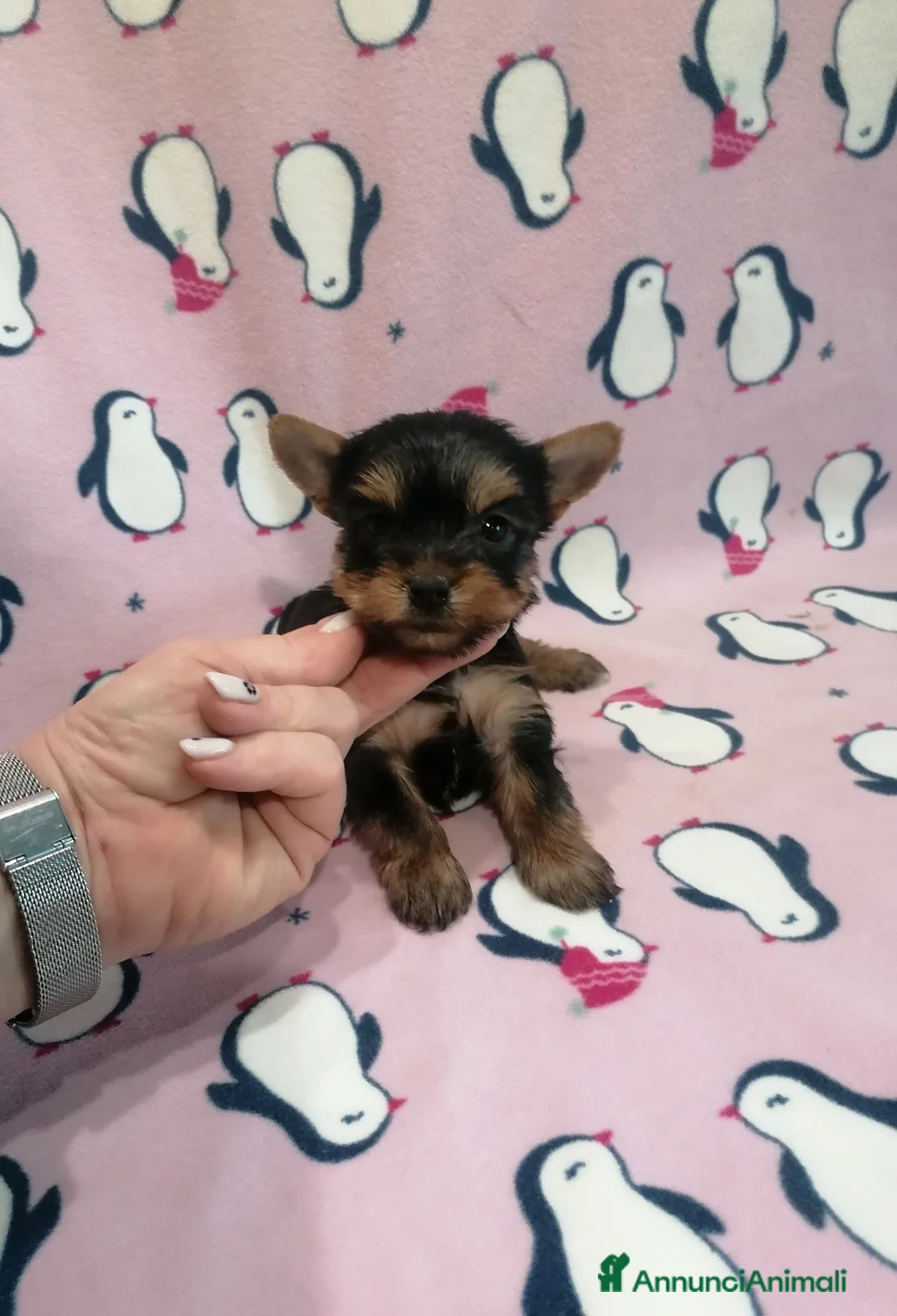 Yorkshire cani in vendita: Yorkshire Terrier cuccioli - Annuncio 1