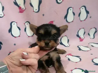 Yorkshire cani Yorkshire Terrier cuccioli - Annuncio 5