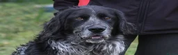 Meticcio cani in regalo: Cesarone 35 kg di bontà  - Annuncio 5