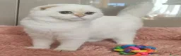 Scottish gatti in vendita: Cuccioli Scottish fold pedigree ENFI a Provincia di Verona - Annuncio 4