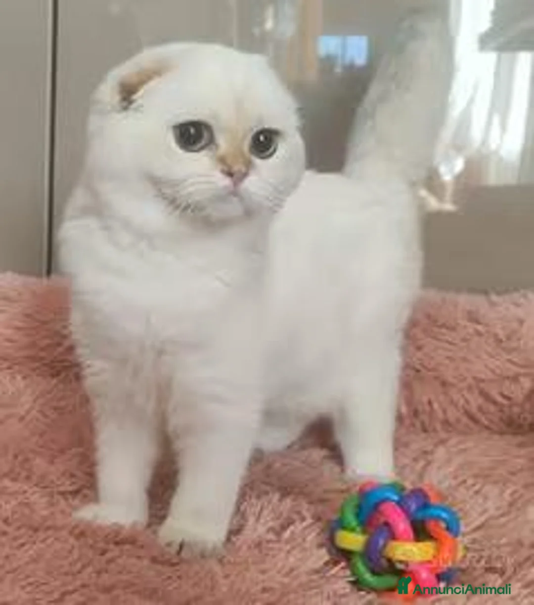 Scottish gatti in vendita: Cuccioli Scottish fold pedigree ENFI a Provincia di Verona - Annuncio 4