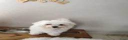 Bolognese cani in vendita: Vendo cuccioli Bolognese  - Annuncio 12