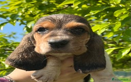 Bassethound cani in vendita: Cuccioli bassethound a Province of Piacenza - Immagine 3