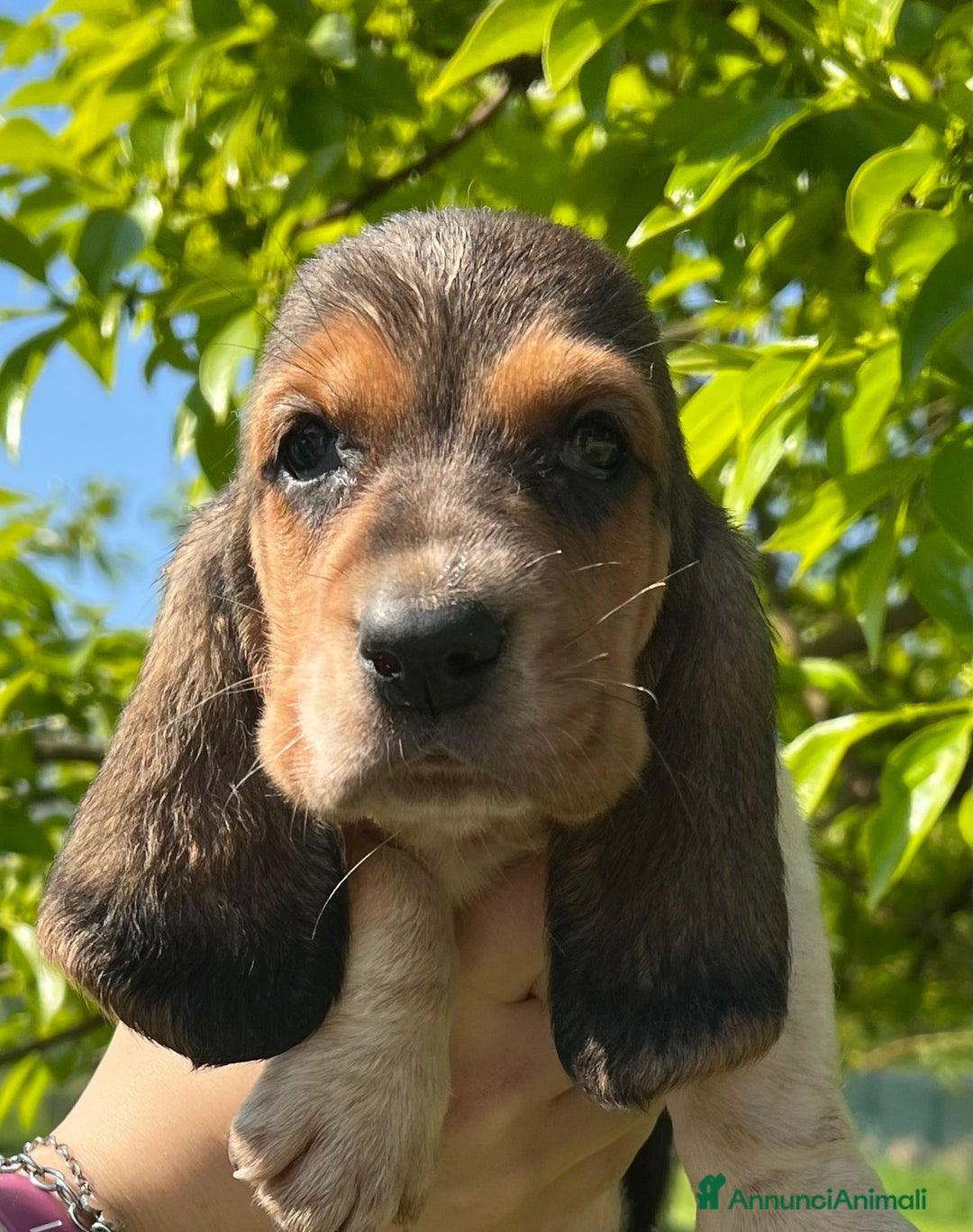 Bassethound cani in vendita: Cuccioli bassethound a Province of Piacenza - Immagine 3