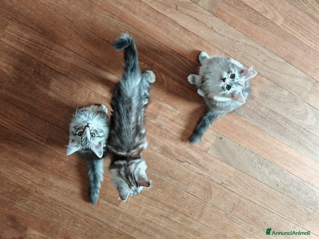 Siberiano gatti in vendita: Splendidi cuccioli siberiani Black Silver  - Annuncio 4