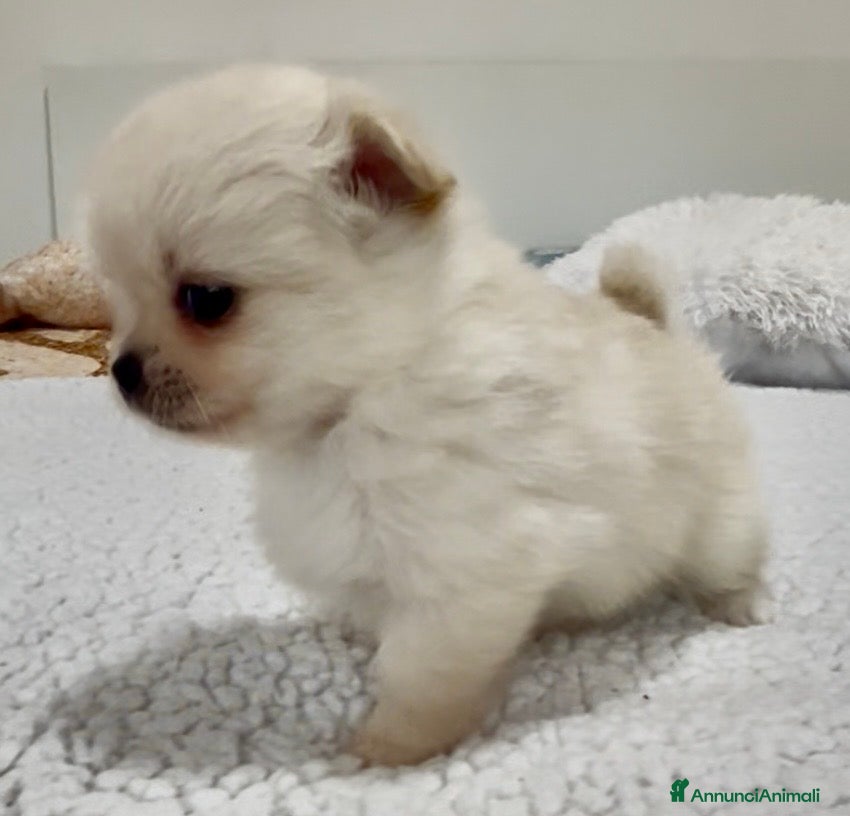 Chihuahua cani Chihuahua  - Annuncio 6
