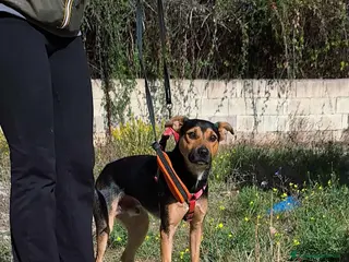 Meticcio cani Dolcissimo cagnolino in adozione - Annuncio 34