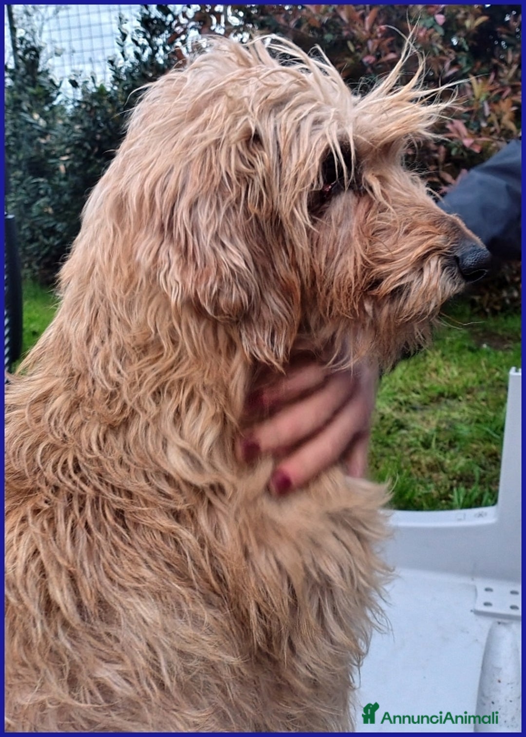 Spinone cani in regalo: GIOVANNI, SPINONCINO 4 ANNI, UN PASSATO DI MALTRAT a Città metropolitana di Milano - Annuncio 5