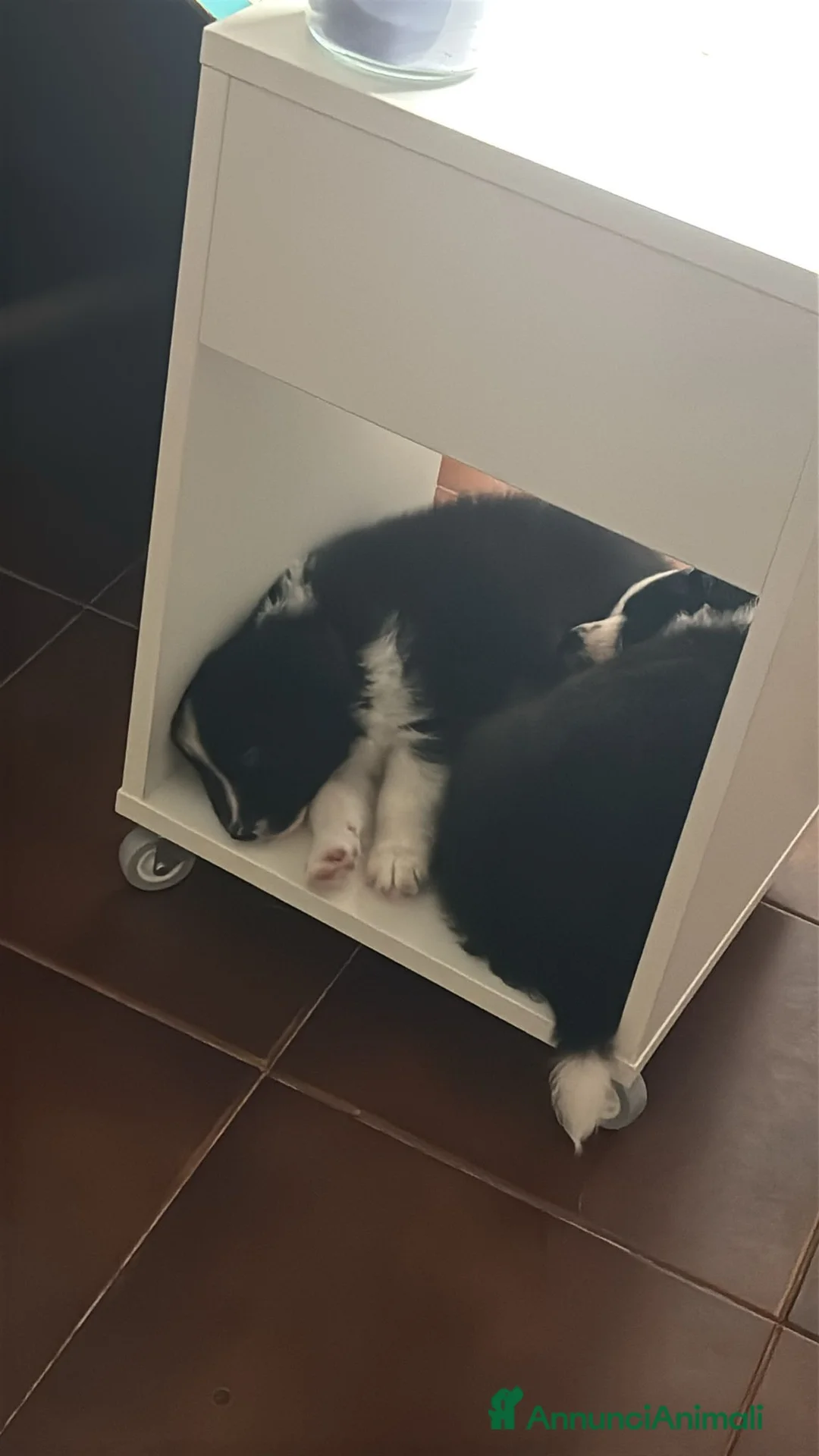 Border Collie cani in vendita: Cuccioli maschi di Border Collie con pedigree ENCI - Annuncio 13