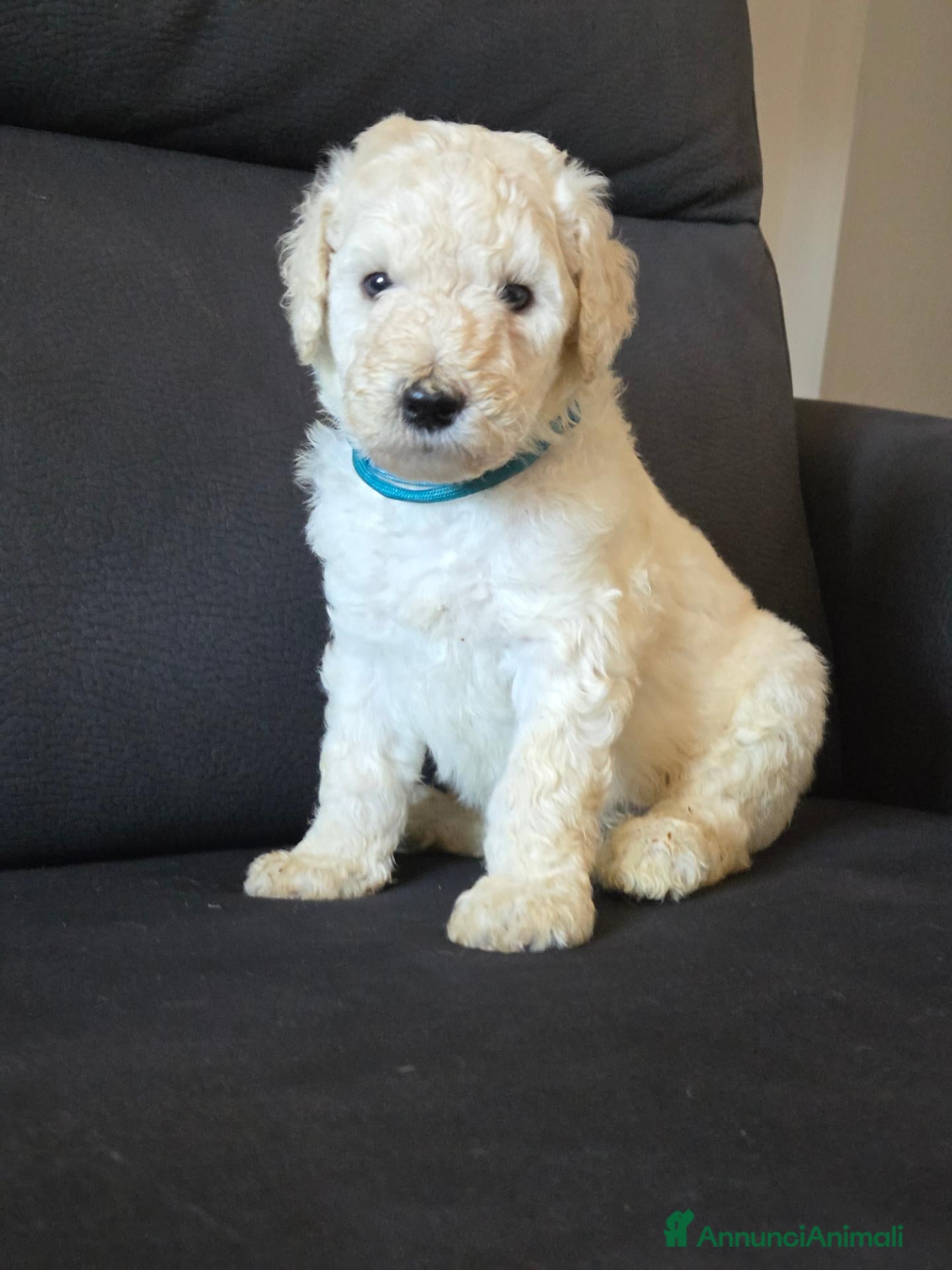 Barbone cani Cuccioli di Barbone Grande Mole  - Annuncio 2