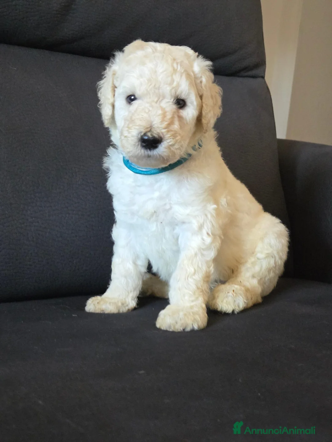 Barbone cani in vendita: Cuccioli di Barbone Grande Mole  - Annuncio 2