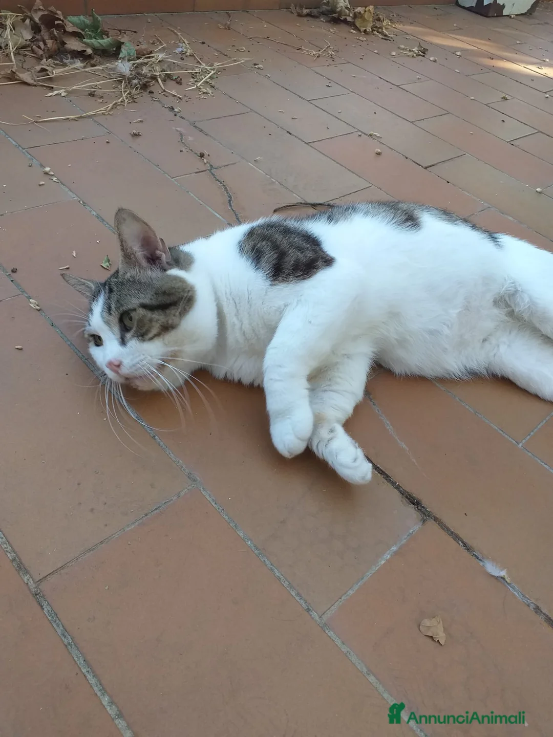 Altre razze gatti in regalo: Adozione del cuore per Lucio  a Città metropolitana di Roma Capitale - Annuncio 3