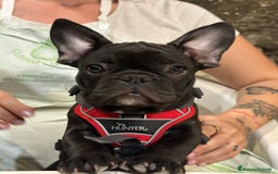 Bulldog Francese cani in vendita: Bulldog francese a Provincia di Modena - Immagine 7