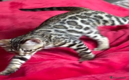 Bengala gatti in vendita: Cucciolo bengala a Provincia di Frosinone - Immagine 23