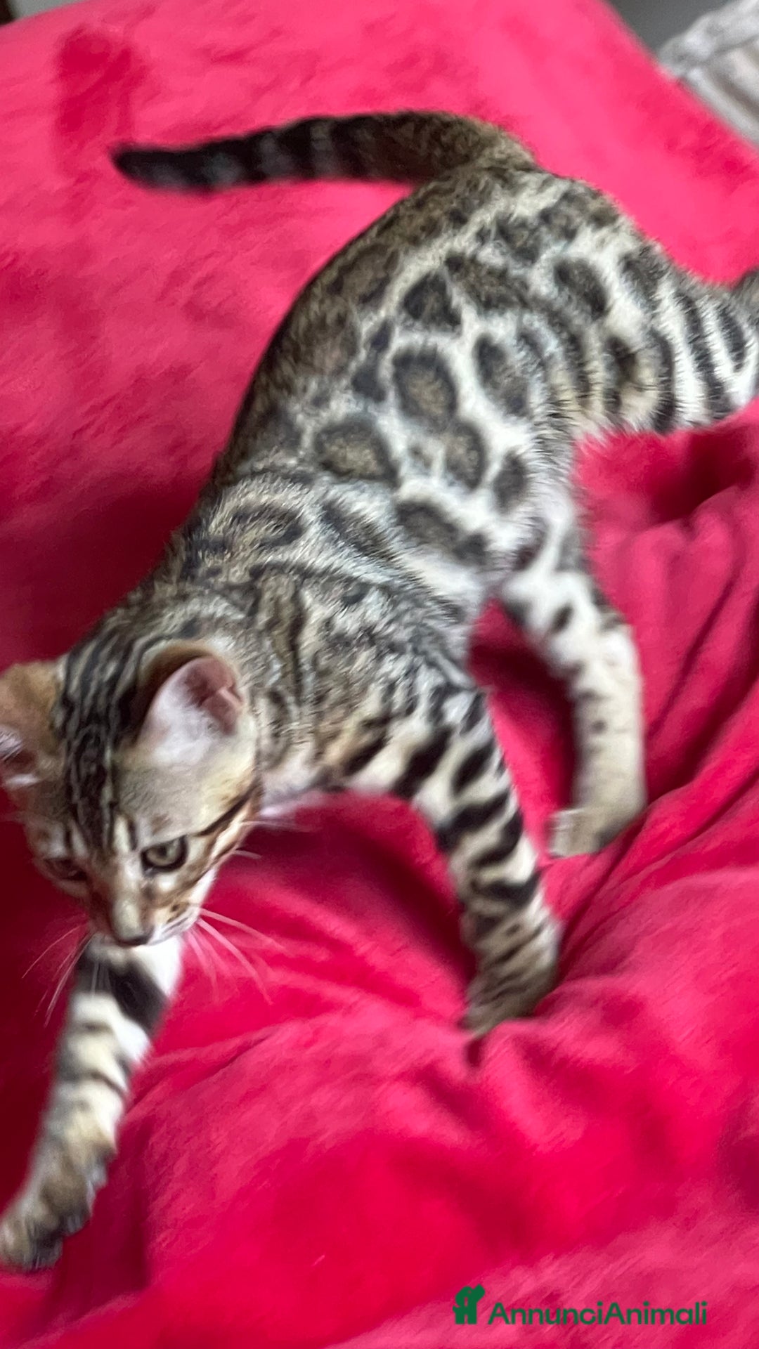 Bengala gatti in vendita: Cucciolo bengala a Provincia di Frosinone - Immagine 23