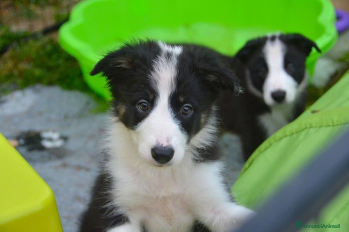 Border Collie cani - Annuncio 10
