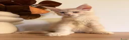 Maine Coon gatti in vendita: Allevamento Maine Coon Misty Woods - Annuncio 10