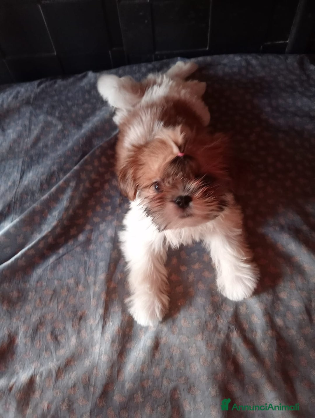 Shih Tzu cani in vendita: Cuccioli di shih Tzu  - Annuncio 11