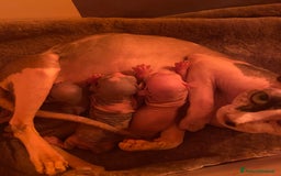 Sphynx gatti in vendita: Sphynx in vendita a Provincia di Ancona - Immagine 11