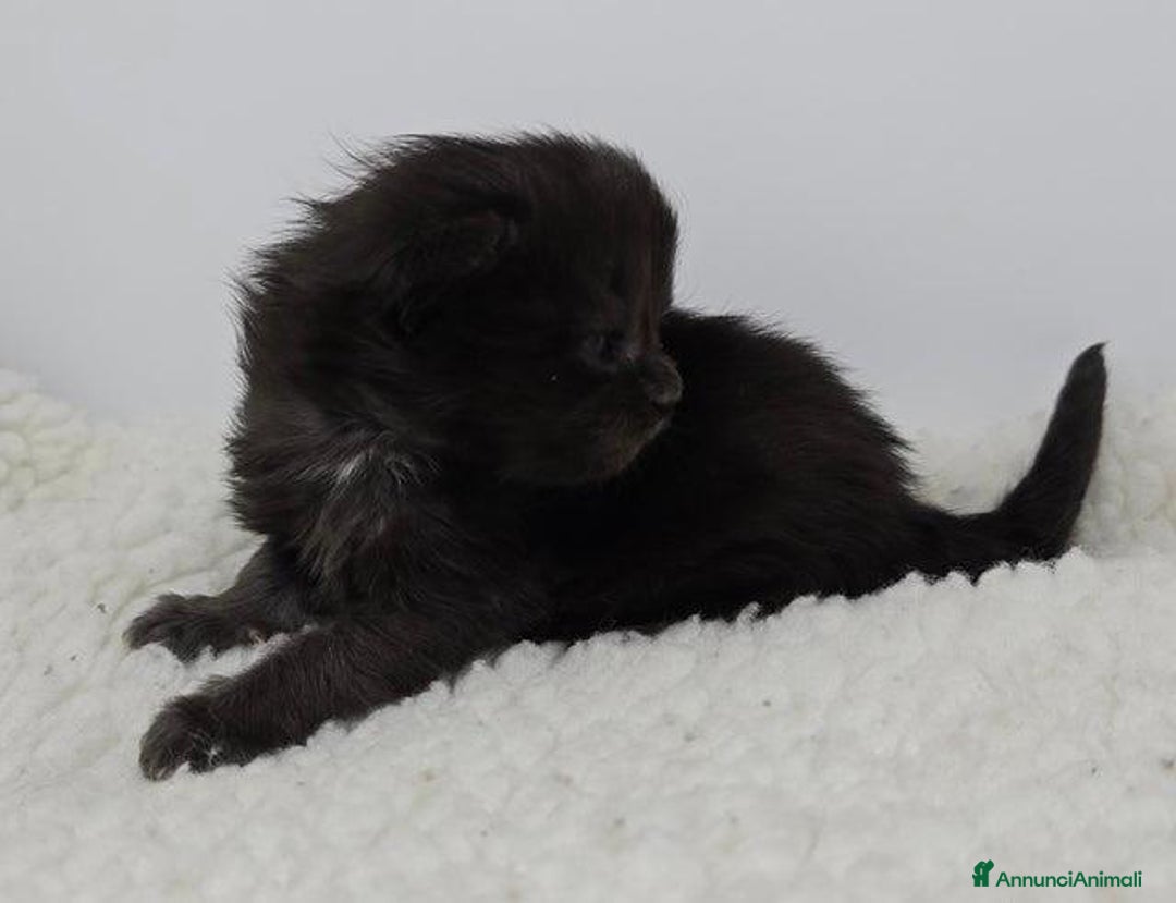 Maine Coon gatti in vendita: Gattini Maine Coon GRANDI Blu/Nero Tortie/Tabby - Annuncio 9