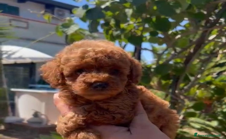 Barboncino Toy cani a Città Metropolitana di Venezia - Annuncio 1