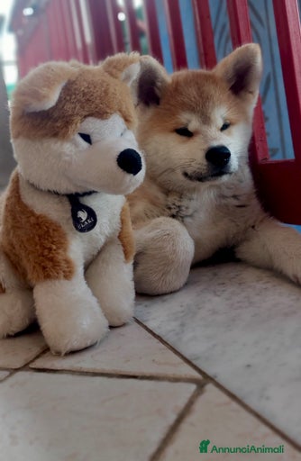 Immagine della galleria {{count}}