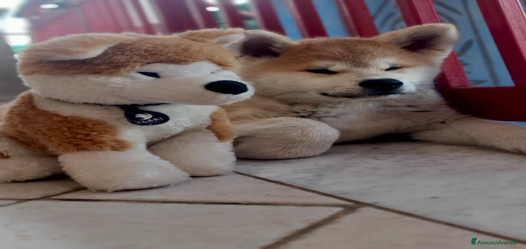 Immagine della galleria {{count}}