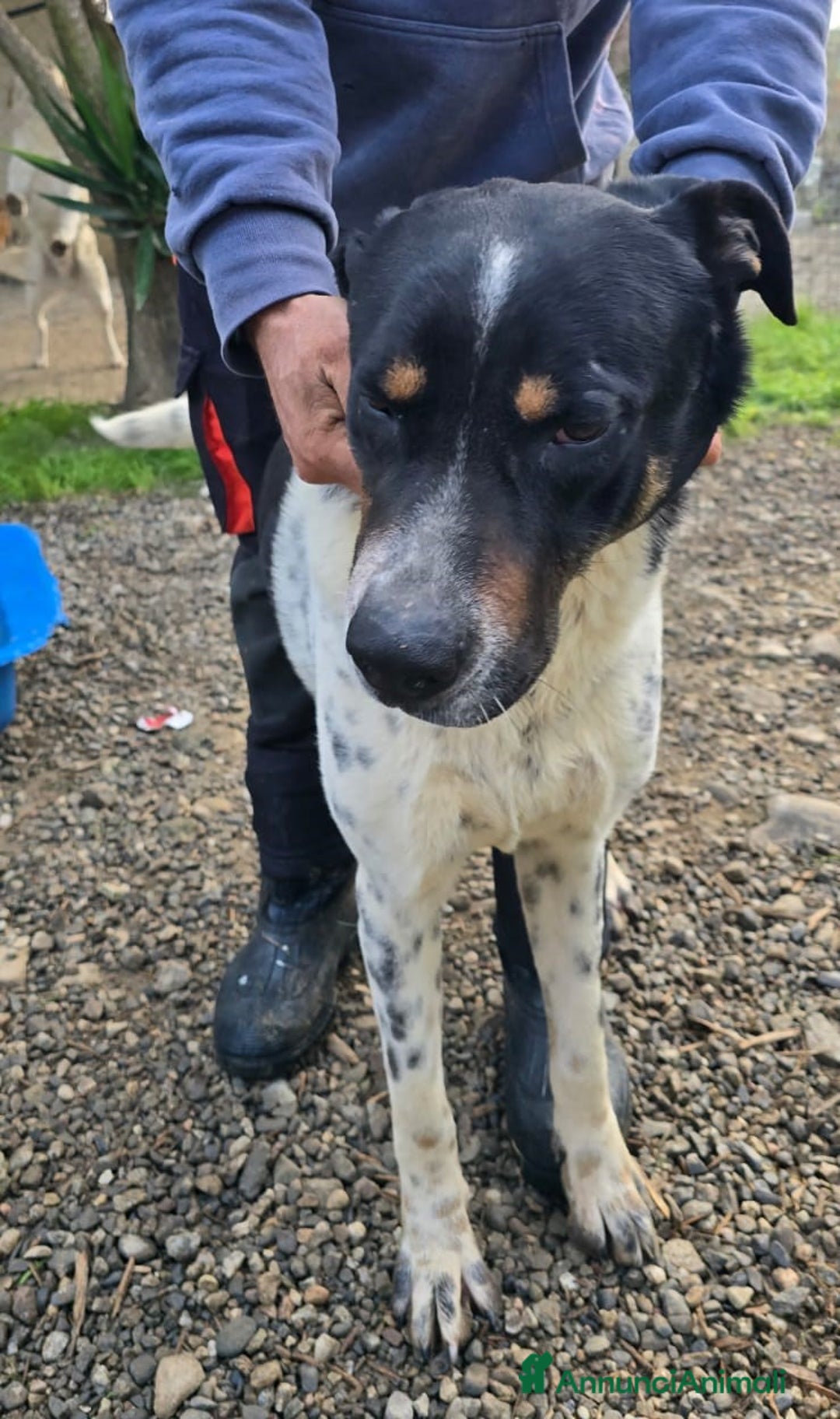 Meticcio cani in regalo: Oliver un carattere meraviglioso a Città Metropolitana di Milano - Annuncio 9