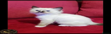 Ragdoll 2