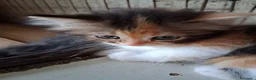 Persiano gatti in vendita: Simil Persiani  a Città metropolitana di Roma Capitale - Annuncio 2