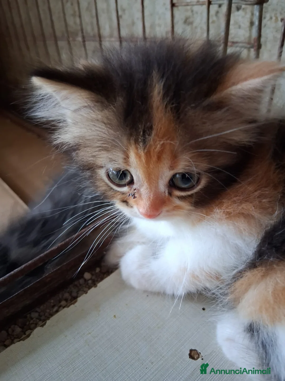 Persiano gatti in vendita: Simil Persiani  a Città metropolitana di Roma Capitale - Annuncio 2