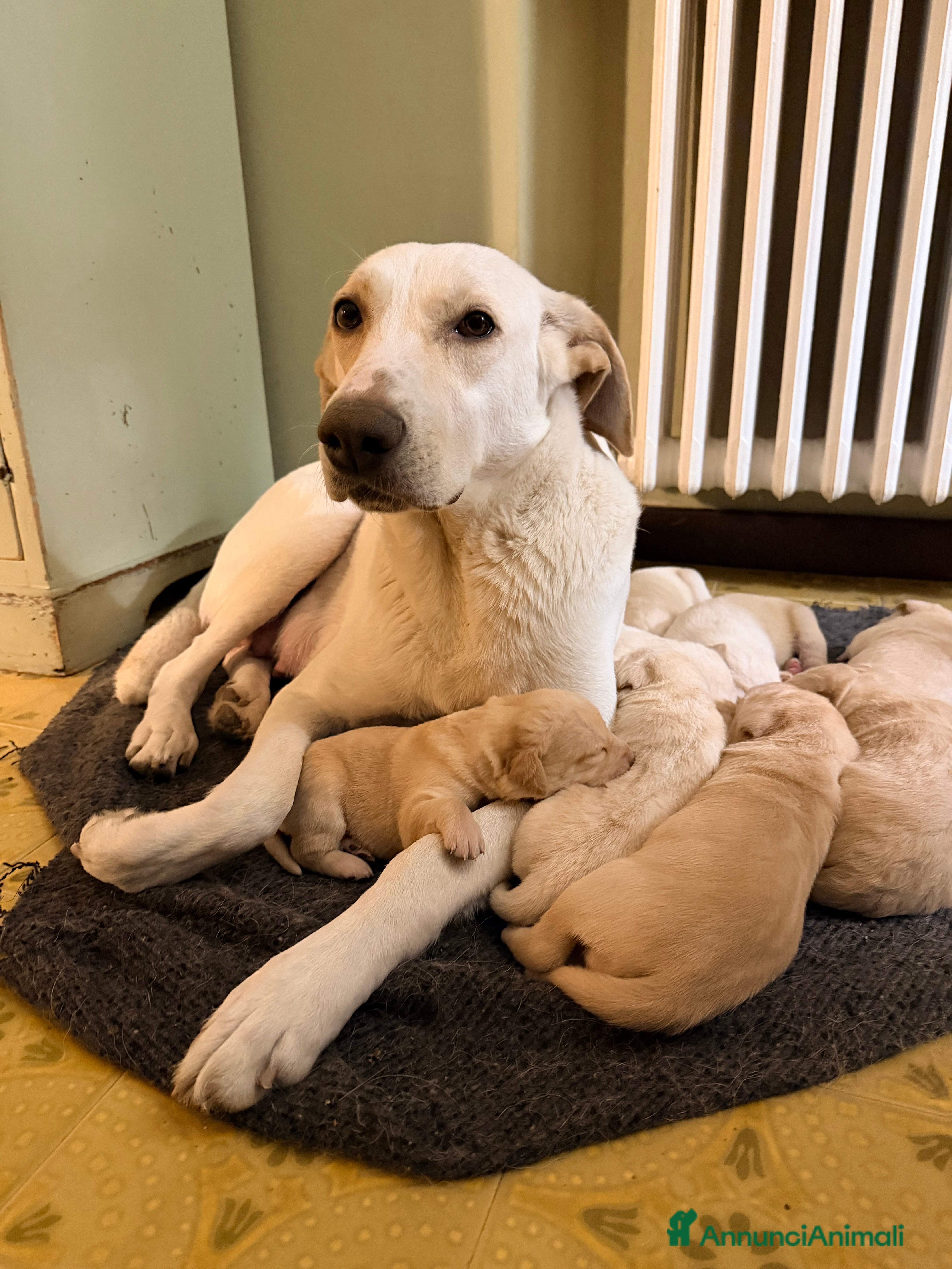 Labrador cani Cuccioli Labrador  a Provincia di Ascoli Piceno - Annuncio 1