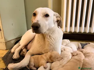 Labrador cani Cuccioli Labrador a Provincia di Ascoli Piceno - Annuncio 1