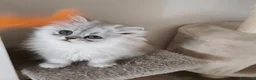 Persiano gatti in vendita: Cucciola persiana  - Annuncio 5