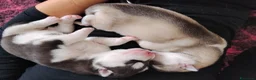 Husky cani in vendita: Bellissimi cuccioli di siberian husky  - Annuncio 3