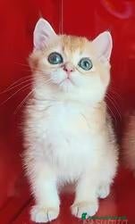 Scottish gatti in vendita: Cuccioli Scottish fold, Scottish striaght pedigree - Annuncio 1
