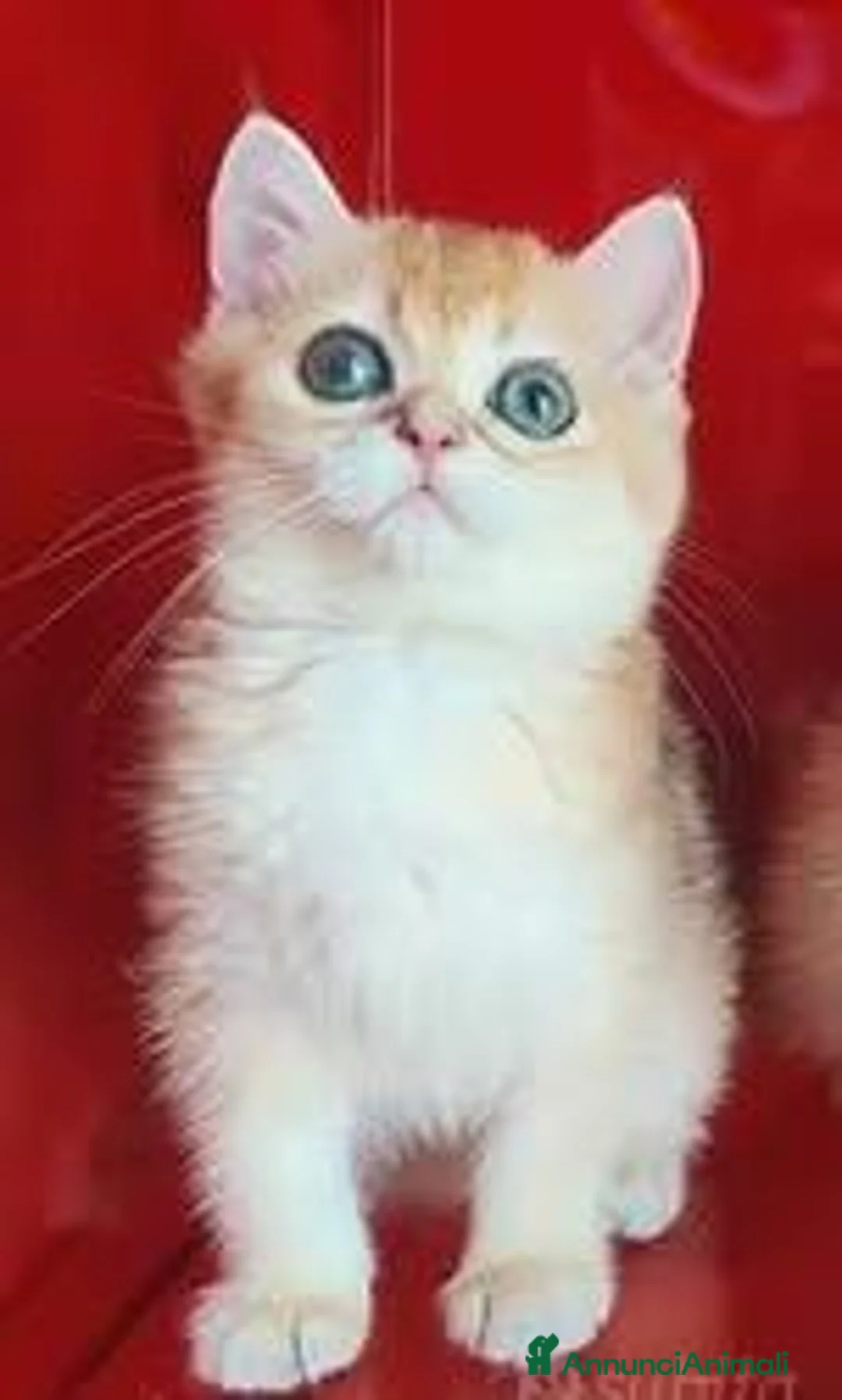 Scottish gatti in vendita: Cuccioli Scottish fold, Scottish striaght pedigree - Annuncio 1