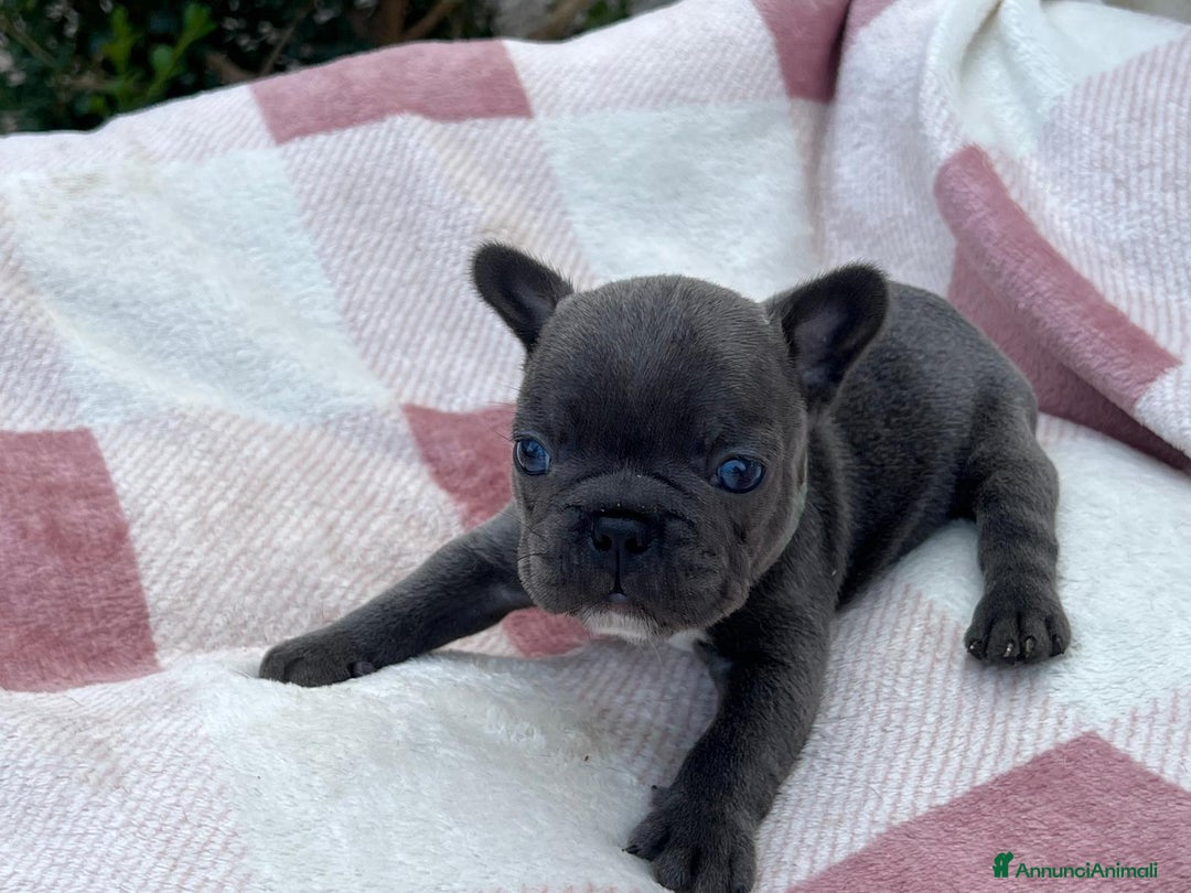 Bulldog Francese cani in vendita: Cuccioli bulldog francese esotici blu - Annuncio 31