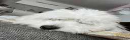 Coton de Tulear cani per accoppiamento: Maschio di Coton de Tulear per accoppiamento a Provincia di Cuneo - Annuncio 3