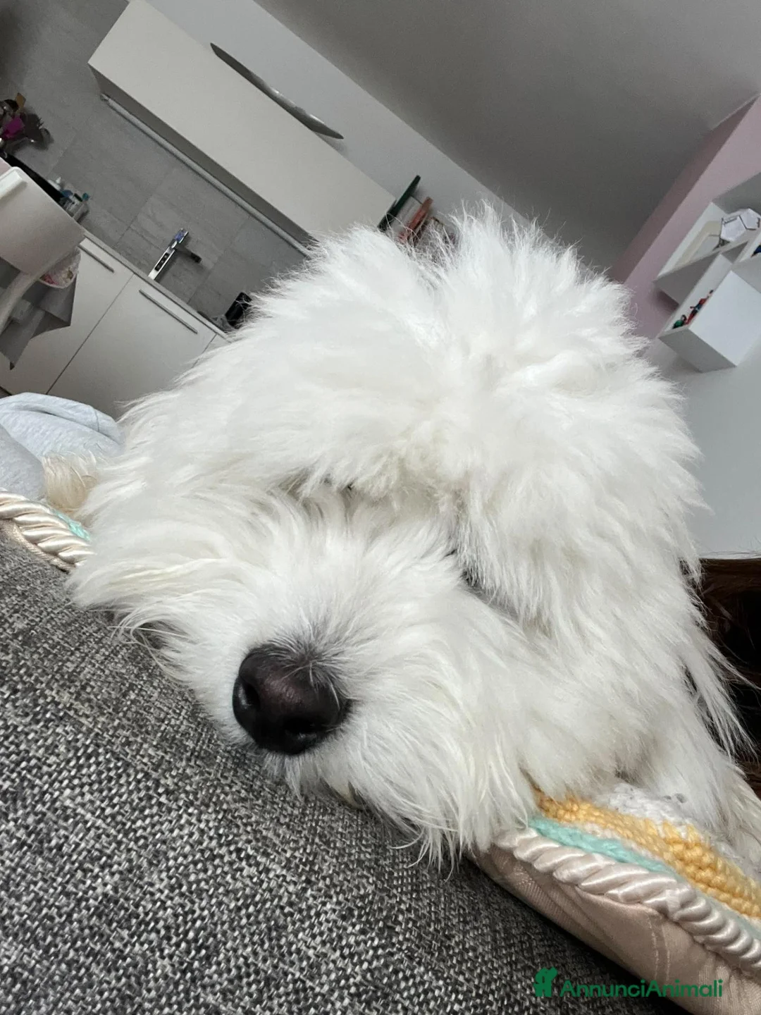 Coton de Tulear cani per accoppiamento: Maschio di Coton de Tulear per accoppiamento a Provincia di Cuneo - Annuncio 3