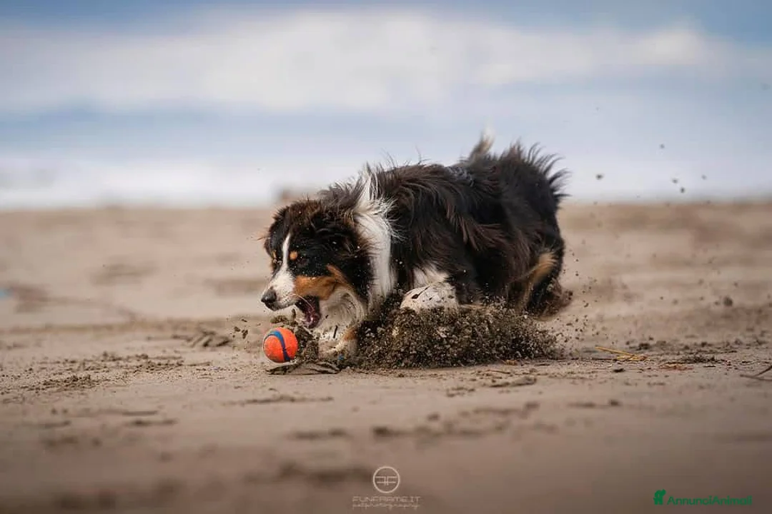 Australian Shepherd cani per accoppiamento: Maschio Australian Shepherd  a Provincia di Lucca - Annuncio 2