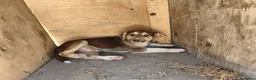 Meticcio cani in regalo: LEO cucciolo meraviglioso tg contenuta - Annuncio 5