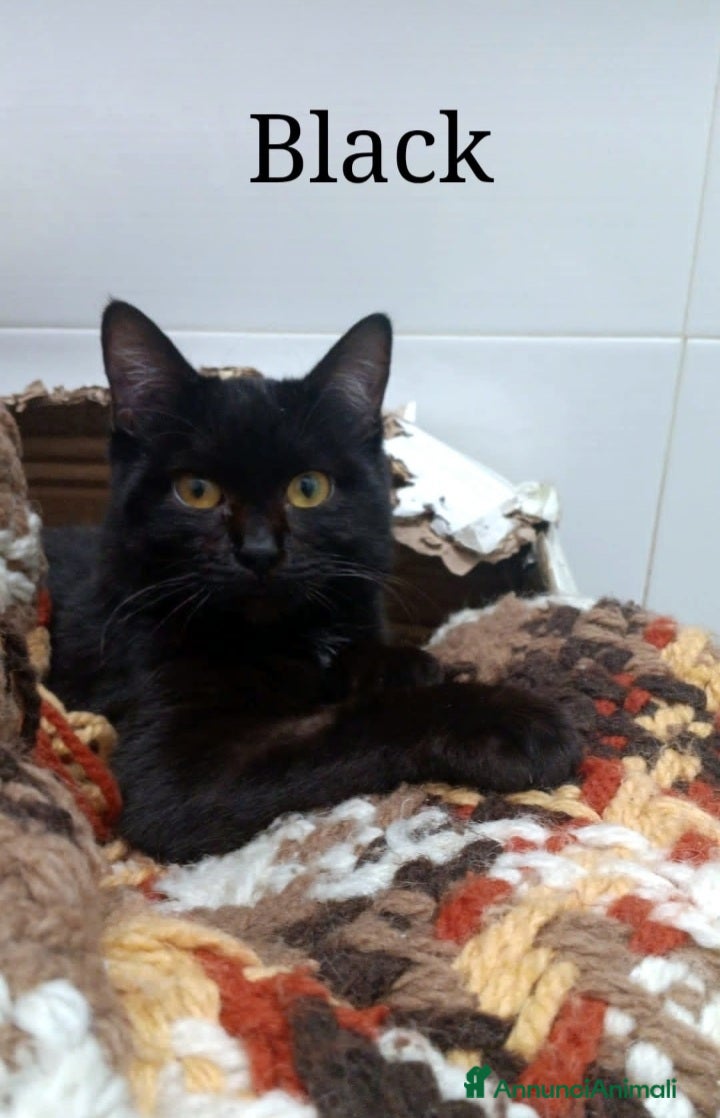 Meticcio gatti Black micino nero 5mesi TRIPODE.NAPOLI SOS CASA - Annuncio 16