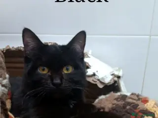 Meticcio gatti Black micino nero 5mesi TRIPODE.NAPOLI SOS CASA - Annuncio 13