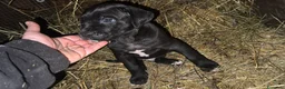 Cane Corso cani in vendita: Cane corso maschietto nero  - Annuncio 2
